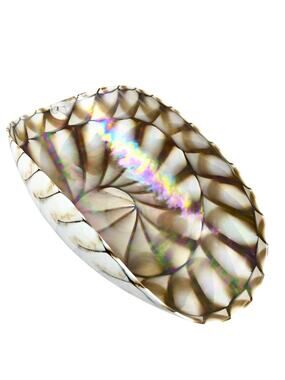 Yalos Murano Art Glass Shell Bowl Nautilus Brown Iridescent Large 20" Italy